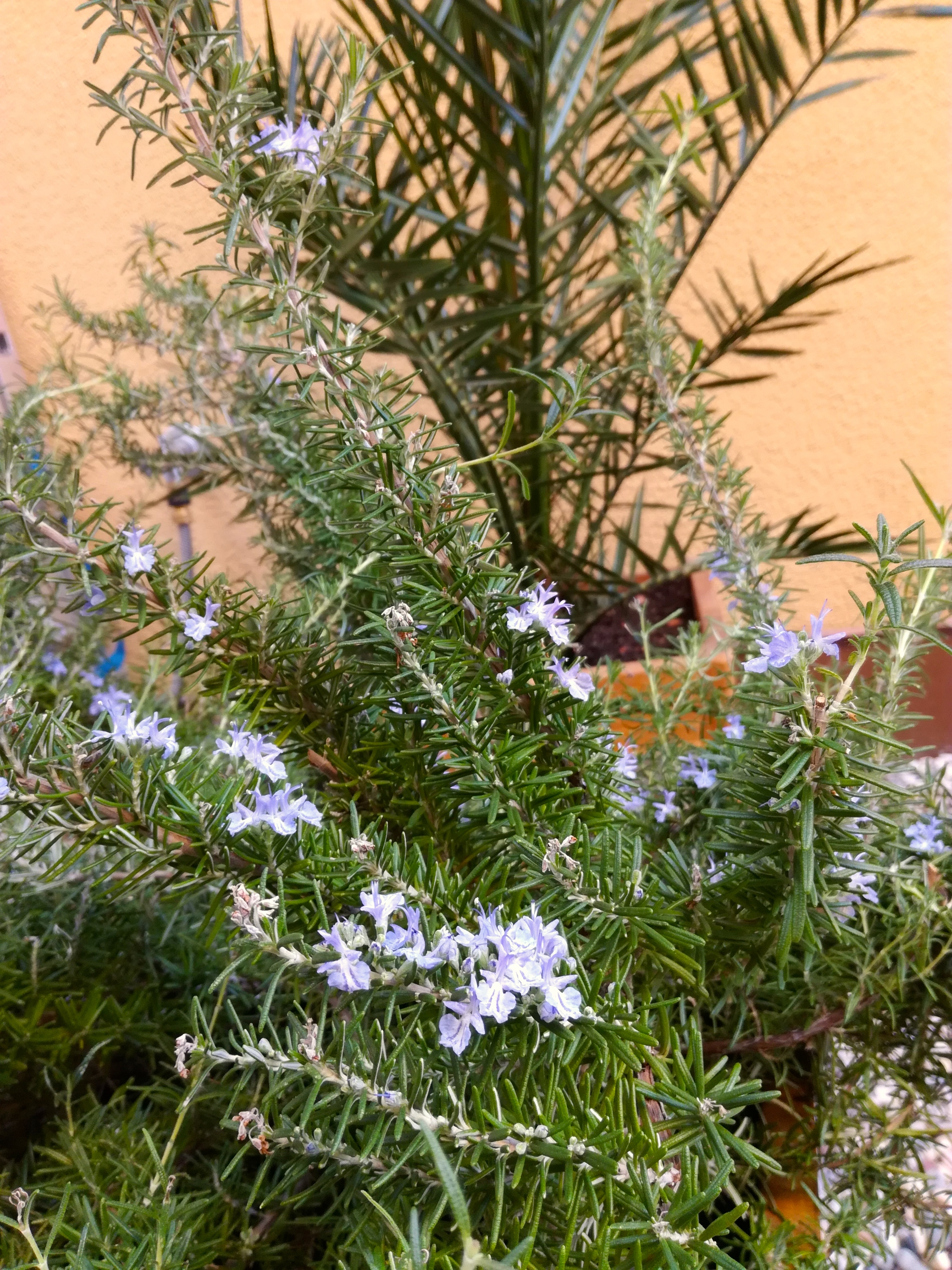 Du Bist Wie Eine Blume Literatur Im Garten Judisches Museum